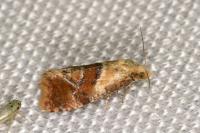 Cochylidia rupicola