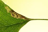Stigmella perpygmaeella