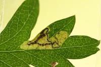 Stigmella hybnerella