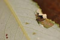 Phyllonorycter salictella