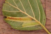 Phyllonorycter klemannella
