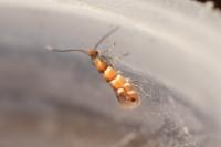 Phyllonorycter klemannella