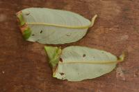 Caloptilia stigmatella
