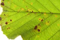 Bucculatrix cidarella