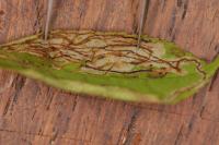 Caloptilia cuculipennella