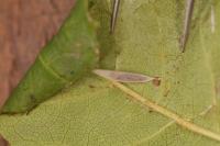Caloptilia cuculipennella