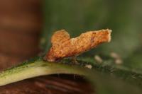 Coleophora