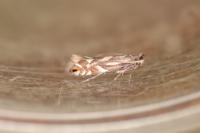 Phyllonorycter rajella
