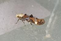 Mompha propinquella