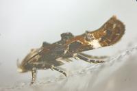 Mompha propinquella