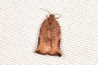 Archips podana