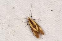 Harpella forficella