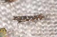 Parectopa ononidis