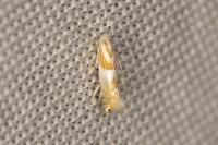 Phyllonorycter roboris