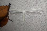 Pterophorus pentadactylus