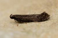 Monochroa lutulentella