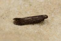 Monochroa lutulentella