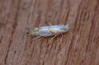 Phyllonorycter roboris