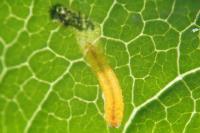 Mompha raschkiella