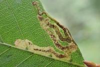 Stigmella hemargyrella