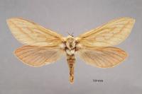 Hepialus humuli