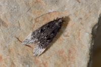 Dichomeris alacella