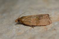 Celypha rosaceana