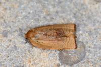 Cacoecimorpha pronubana