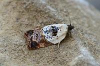 Acleris variegana