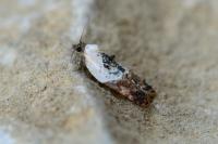 Acleris variegana
