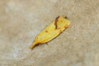 Agapeta hamana
