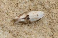 Elachista maculicerusella