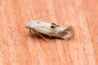 Elachista maculicerusella