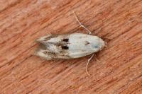 Elachista maculicerusella