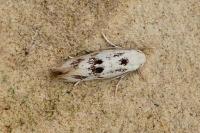 Elachista maculicerusella