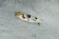 Elachista maculicerusella