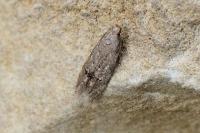 Teleiodes vulgella