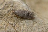 Teleiodes vulgella