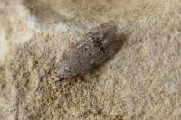 Teleiodes vulgella