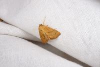 Apoda limacodes