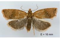 Celypha