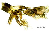 Agdistis meridionalis
