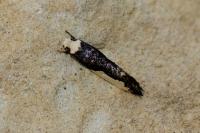 Monopis monachella