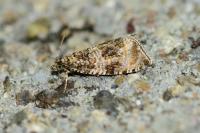 Celypha lacunana