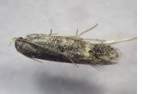 Monochroa sepicolella