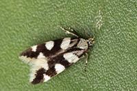 Pseudotelphusa tessella