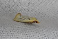 Agapeta hamana
