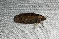 Depressaria albipunctella