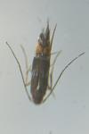 Cosmopterix pulchrimella