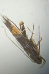Cosmopterix pulchrimella
